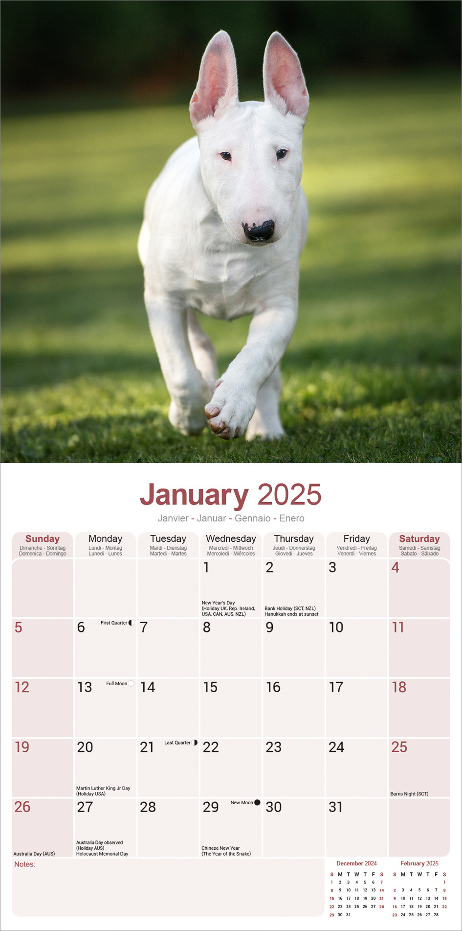Buy Bull Terrier Calendar 2025? Order online quickly and easily