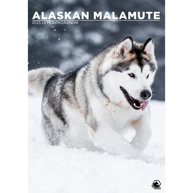 Alaskan Malamute A3 Calendar 2025