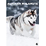 Alaskan Malamute A3 Calendrier 2025