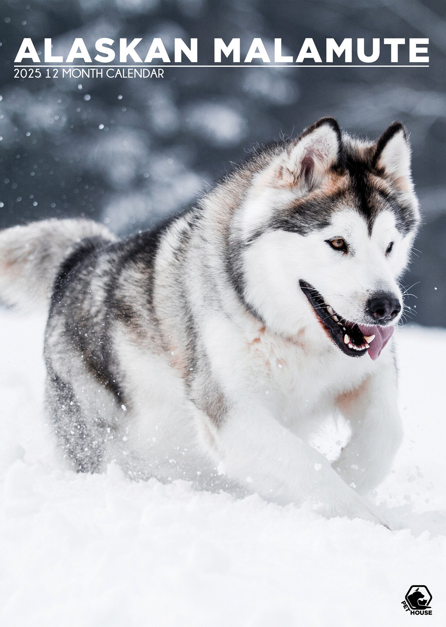 Alaskan Malamute A3 Kalender 2025