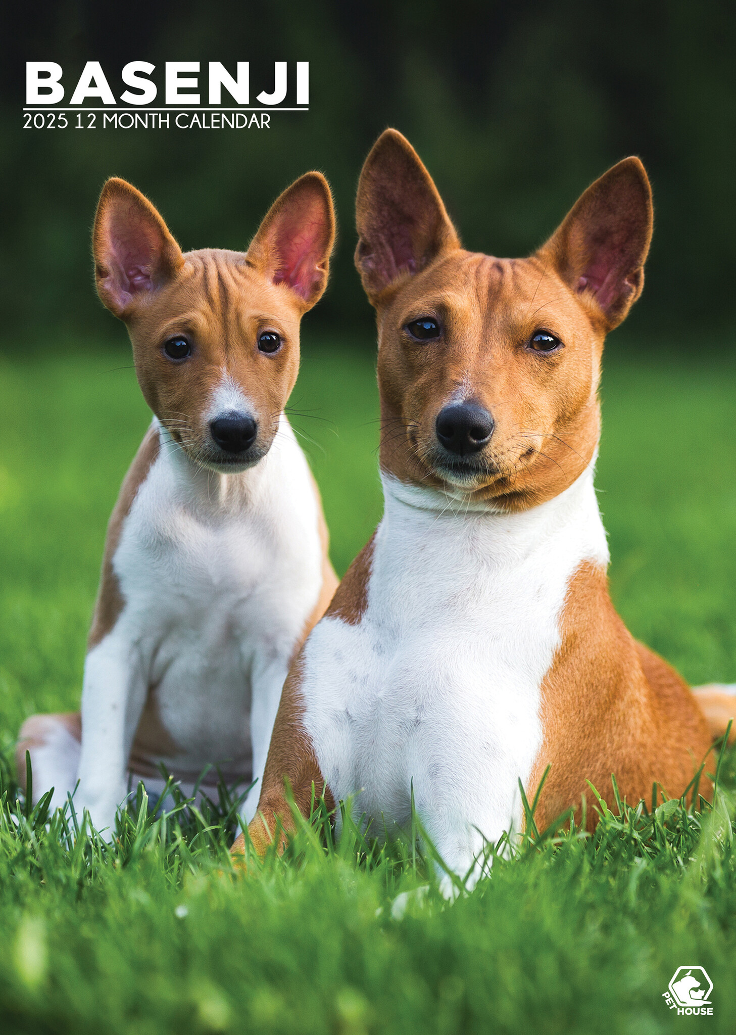 Basenji A3 Kalender 2025