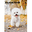 CalendarsRUs Bichon frisé Calendrier A3 2025