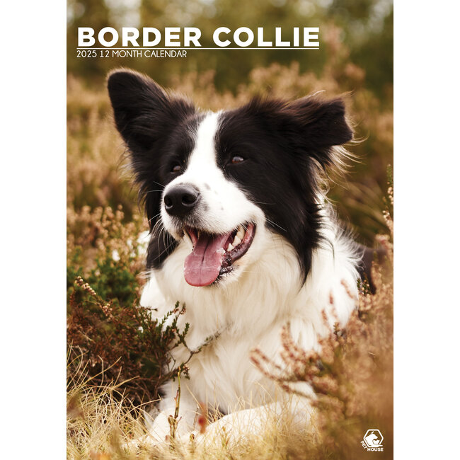 Border Collie A3 Calendar 2025