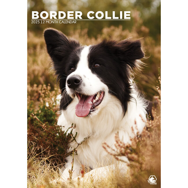Calendrier De L'Avent Chien Border Collie 2025 – 24 Ornements Acrylique 2D – Décoration De Noël Compte à Rebours