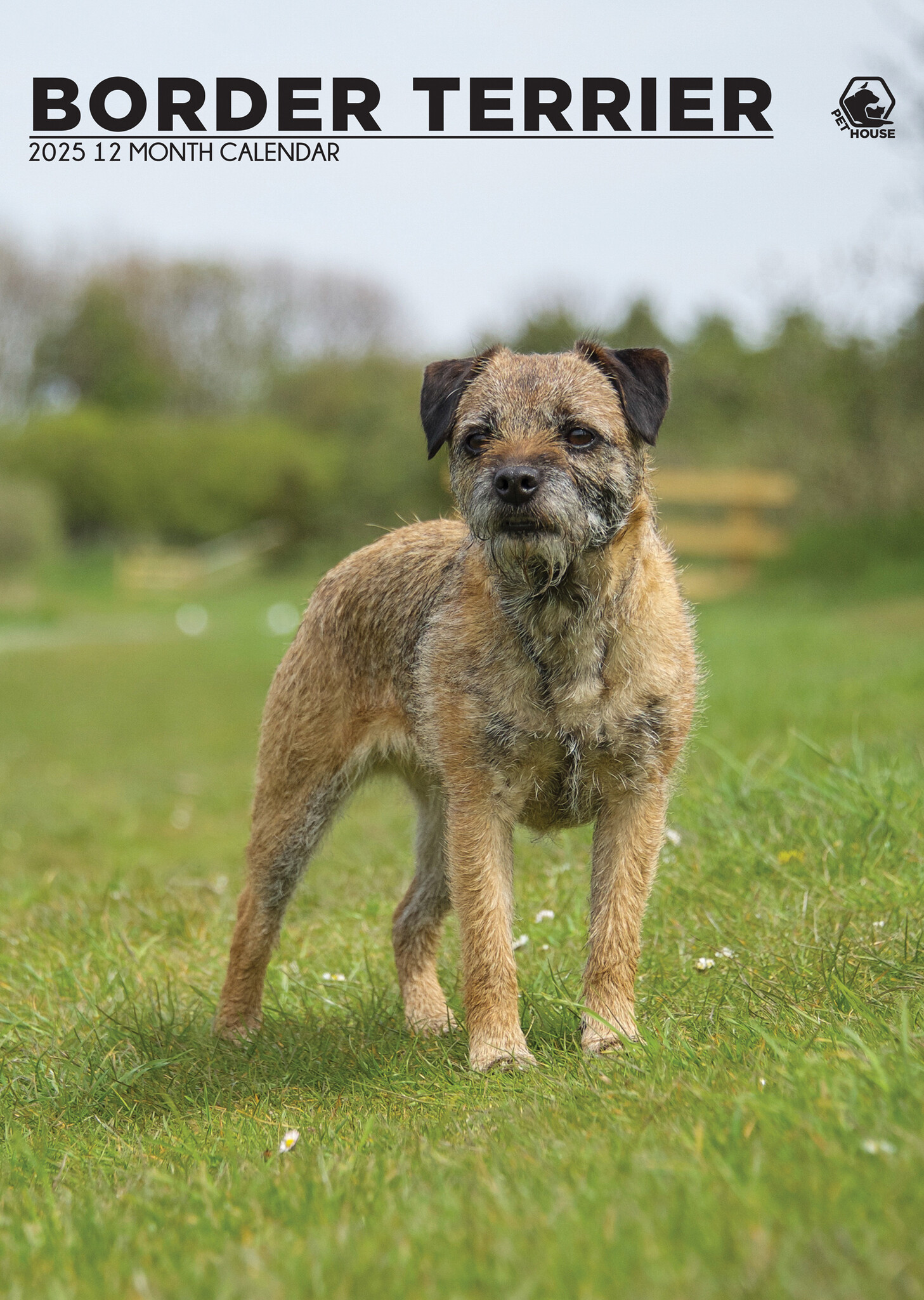 Border Terrier A3 Kalender 2025