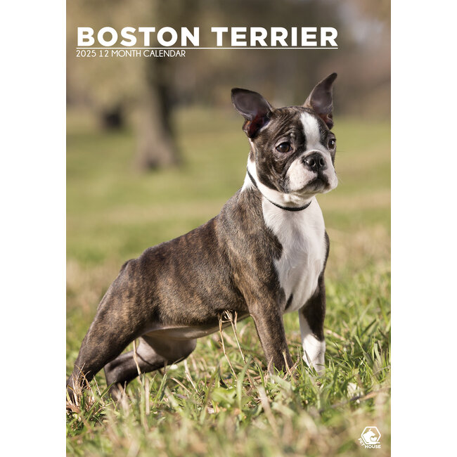 Boston Terrier A3 Calendar 2025