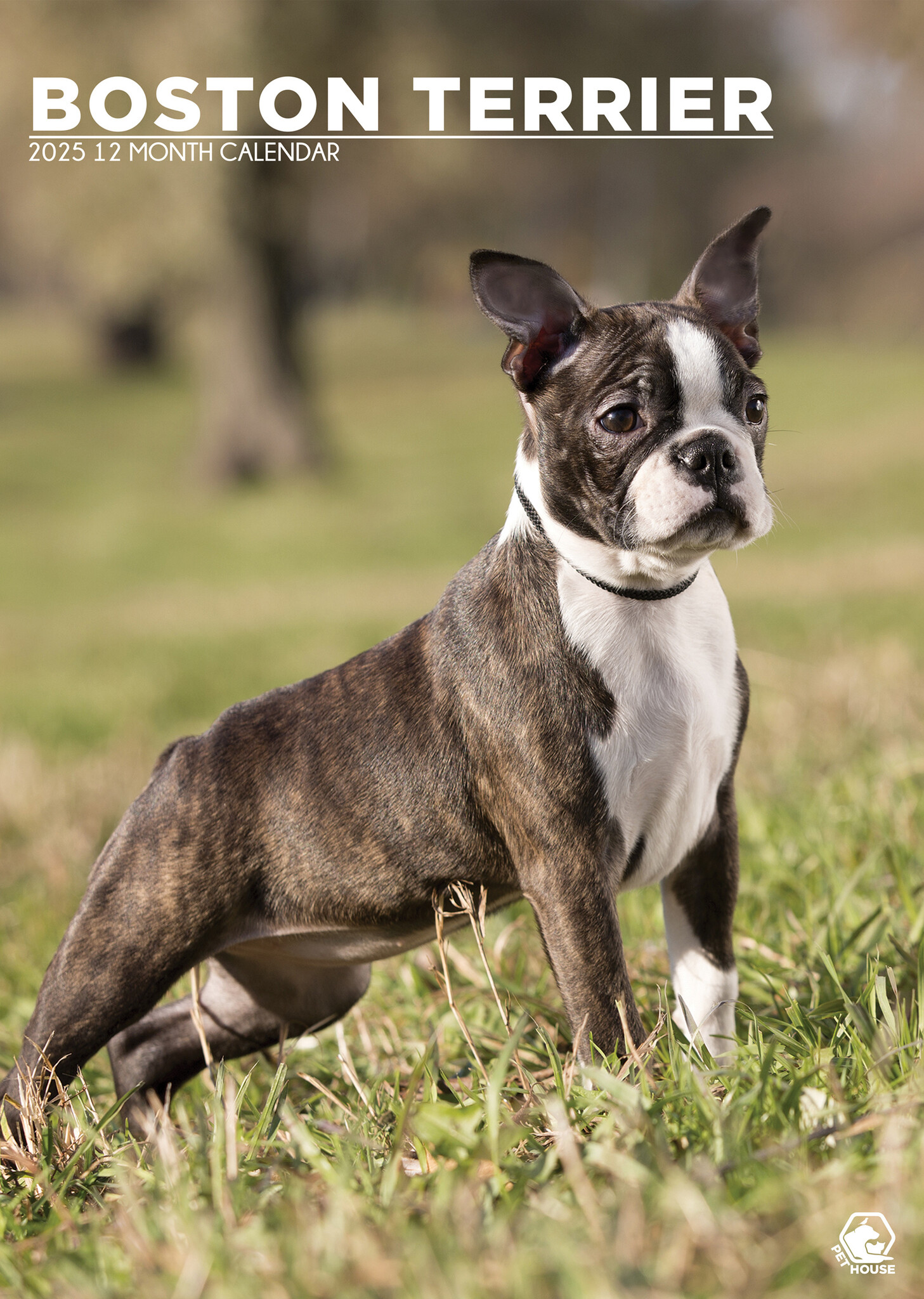 Boston Terrier A3 Kalender 2025