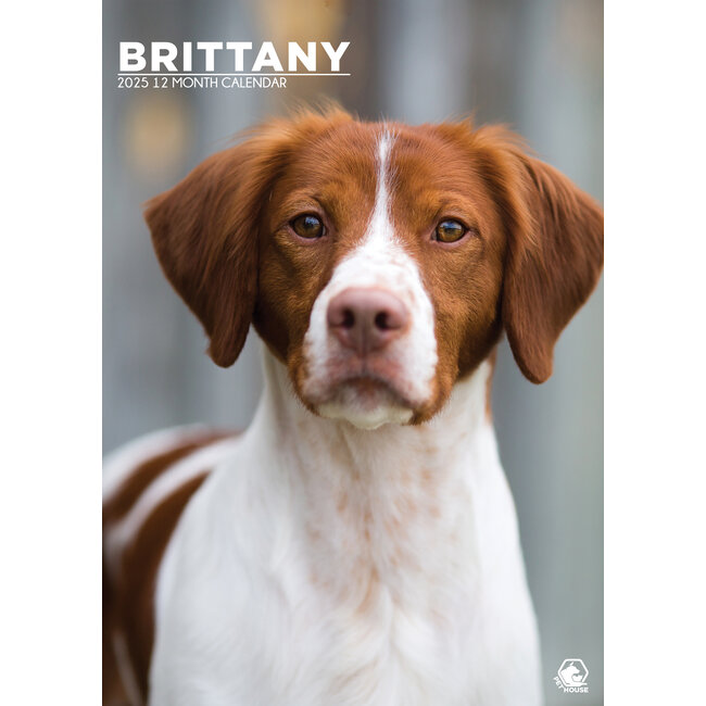 Brittany Spaniel Calendario A3 2025