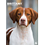 CalendarsRUs Brittany Spaniel A3 Calendar 2025