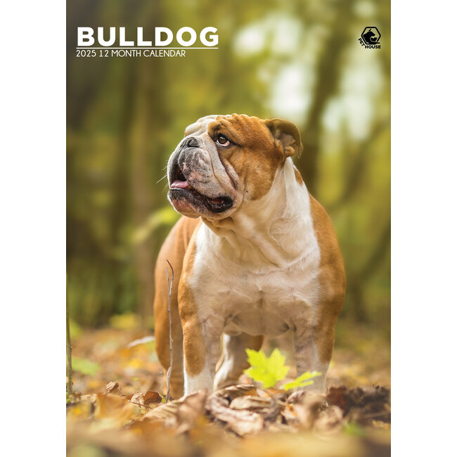CalendarsRUs Bulldog anglais Calendrier A3 2025