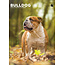 CalendarsRUs Bulldog Inglés Calendario A3 2025