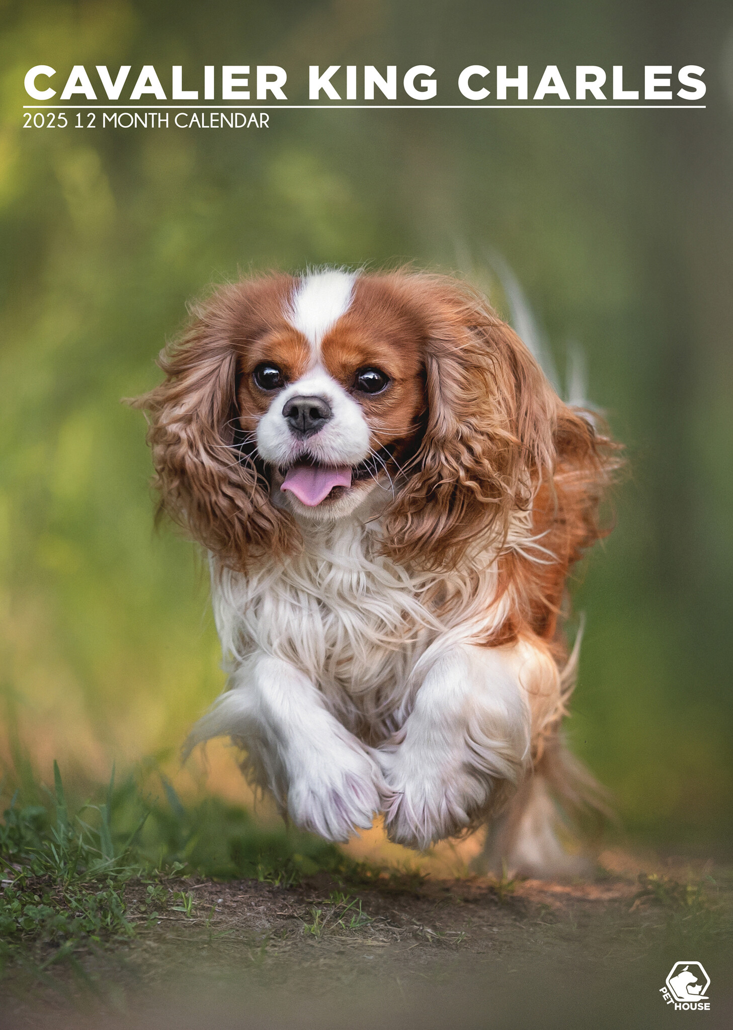 Cavalier King Charles Spaniel A3 Kalender 2025