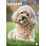 CalendarsRUs Cavapoo Calendrier A3 2025