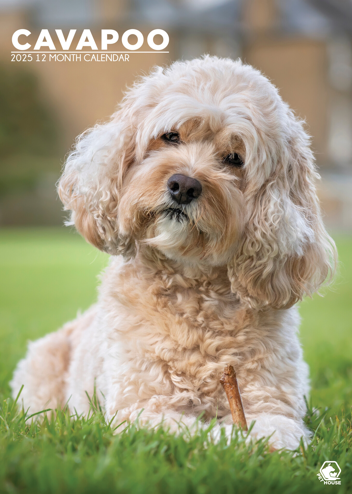 Cavapoo A3 Kalender 2025