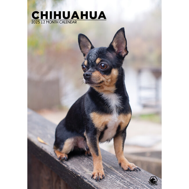 Chihuahua A3 Calendar 2025