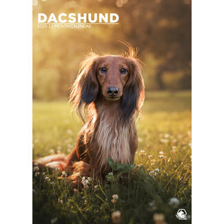 CalendarsRUs Dachshund A3 Calendar 2025