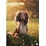 CalendarsRUs Dachshund A3 Calendar 2025