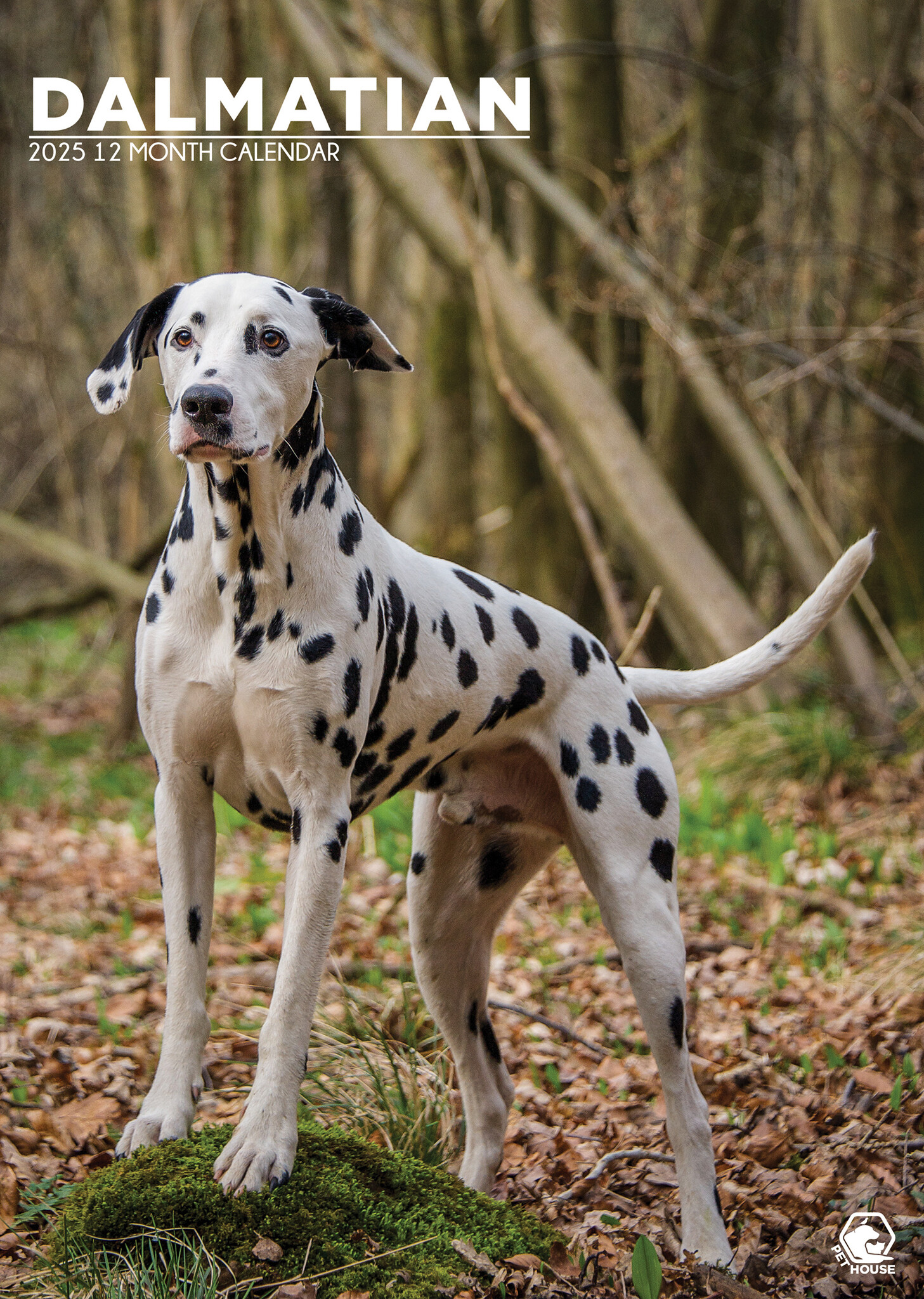 Buy Dalmatian A3 Calendar 2025? Order online quickly and easily