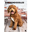 CalendarsRUs Calendario A3 Goldendoodle 2025