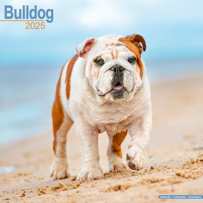 Buy English Bulldog Calendar 2025 Order easily online Kalenderwinkel.nl