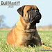 Avonside Bullmastiff Kalender 2025