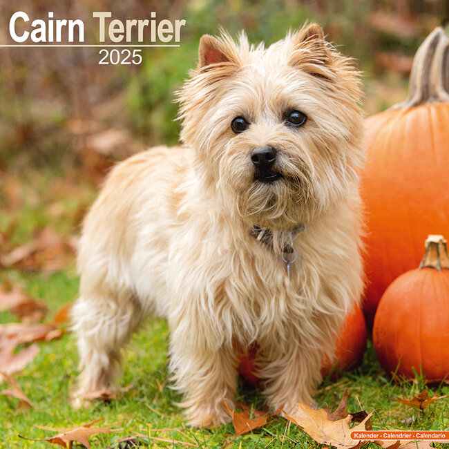 Cairn Terrier Kalender 2025