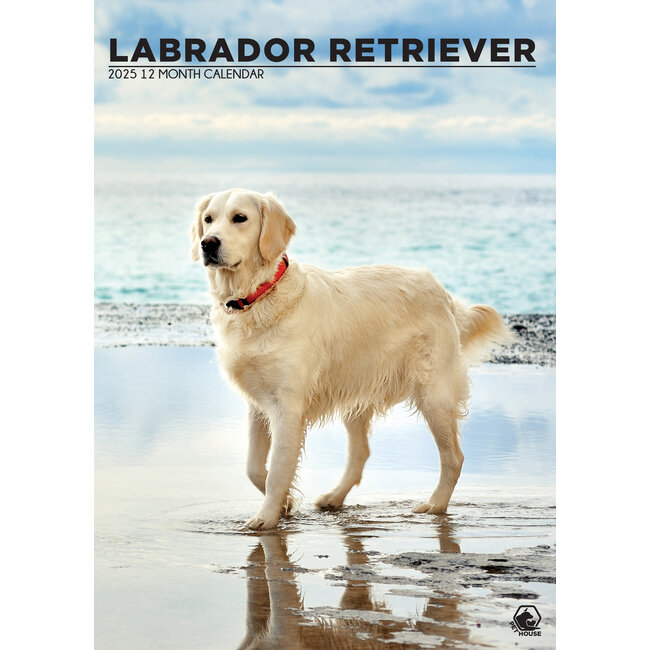 Calendario A3 Labrador Retriever biondo 2025