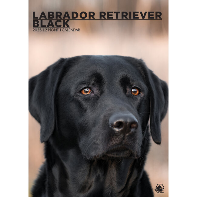 Labrador Retriever Black A3 Calendar 2025