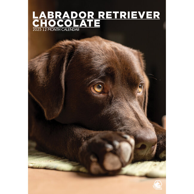Labrador Retriever Brown A3 Calendar 2025