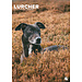 CalendarsRUs Calendrier Lurcher A3 2025