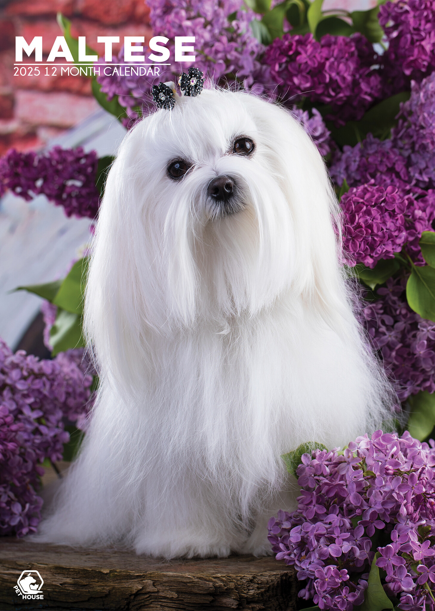 Maltese A3 Calendar 2025 Buy? Order online quickly and easily