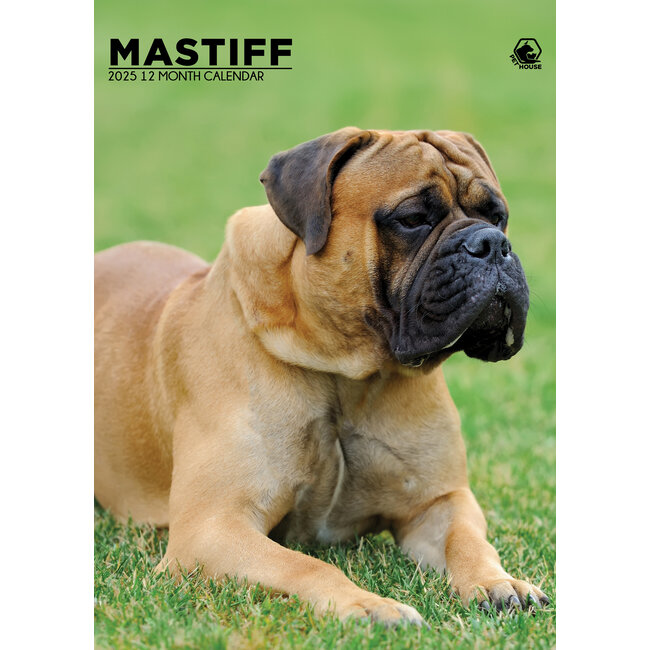 English Mastiff A3 Calendar 2025