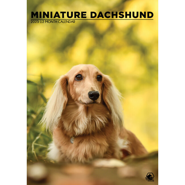 Miniature Dachshund A3 Calendar 2025