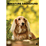 CalendarsRUs Miniatur-Dachshund A3 Kalender 2025