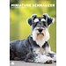 CalendarsRUs Schnauzer miniatura Calendario A3 2025