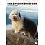 CalendarsRUs Bobtail / Old English Sheepdog A3 Kalender 2025