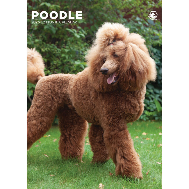 Poodle A3 Calendar 2025