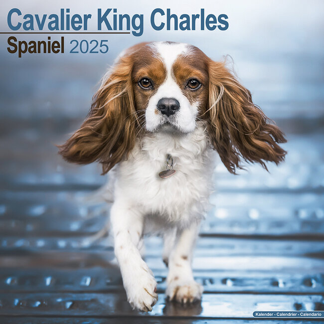 Buy Cavalier King Charles Spaniel calendar 2025 photos of the