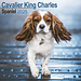 Avonside Cavalier King Charles Spaniel Kalender 2025