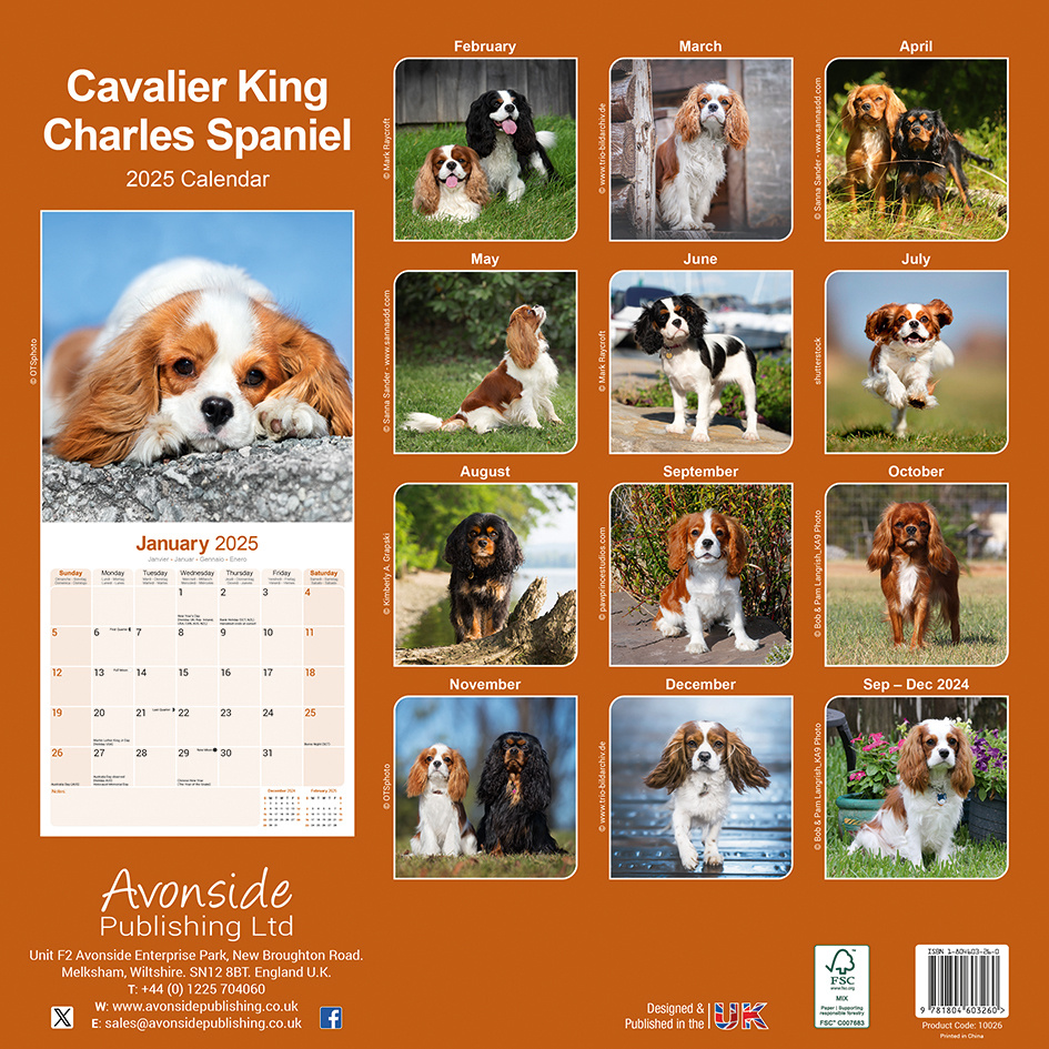 Buy Cavalier King Charles Spaniel calendar 2025 photos of the