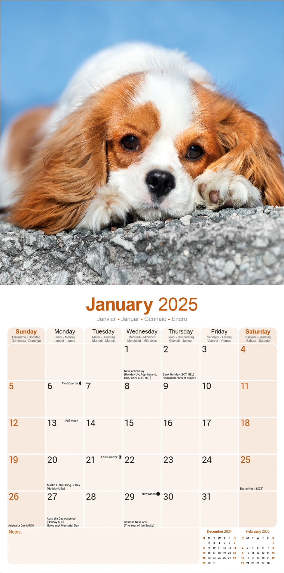 Acheter le calendrier du Cavalier King Charles Spaniel 2025 photos du