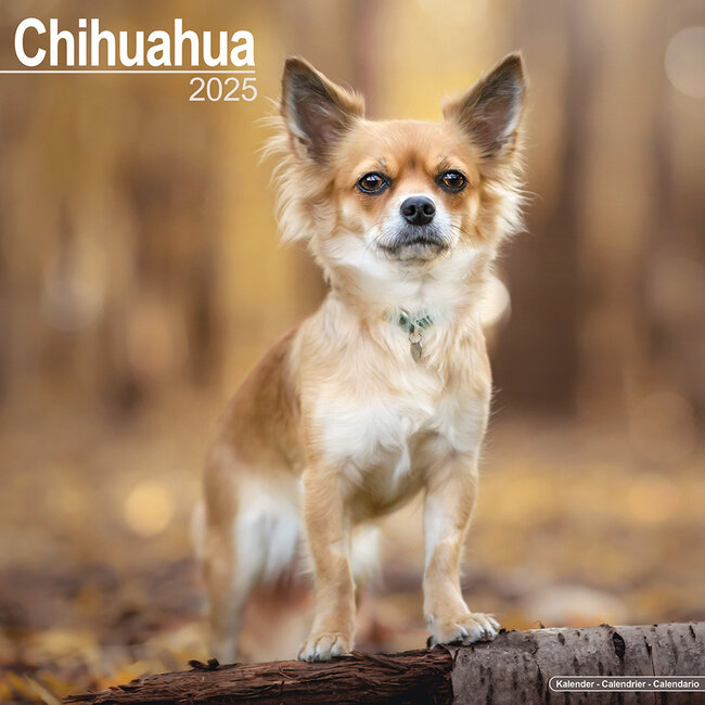 Chihuahua Kalender 2025 Kopen? Bestel eenvoudig online