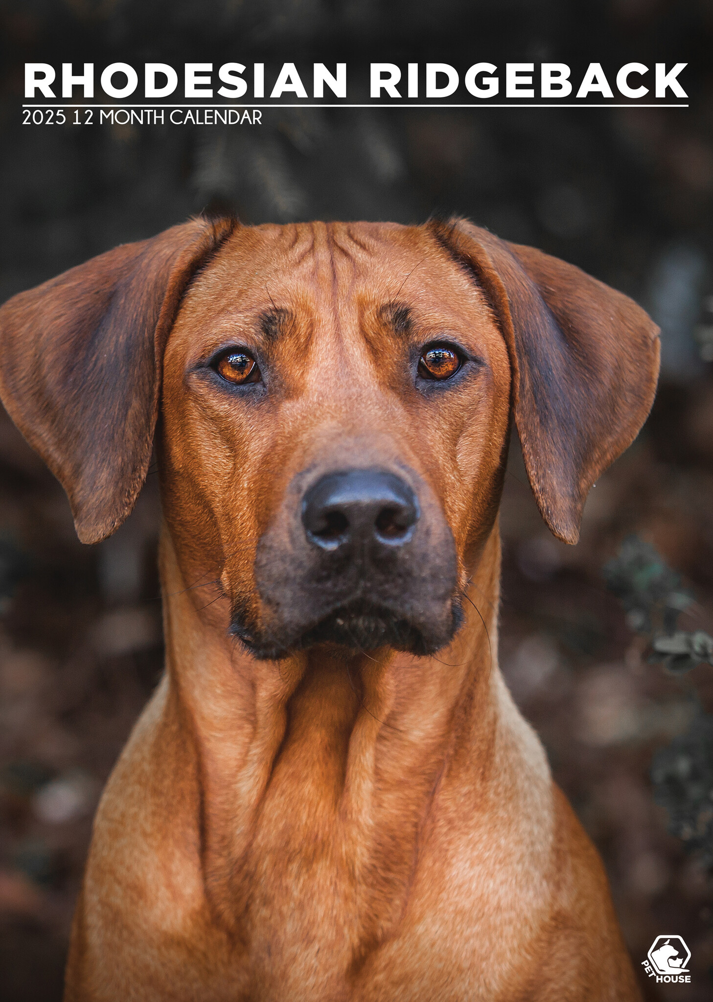 Rhodesian Ridgeback A3 Kalender 2025