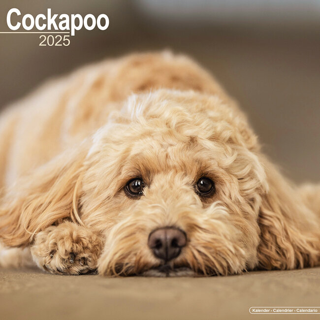 Calendario Cockapoo 2025