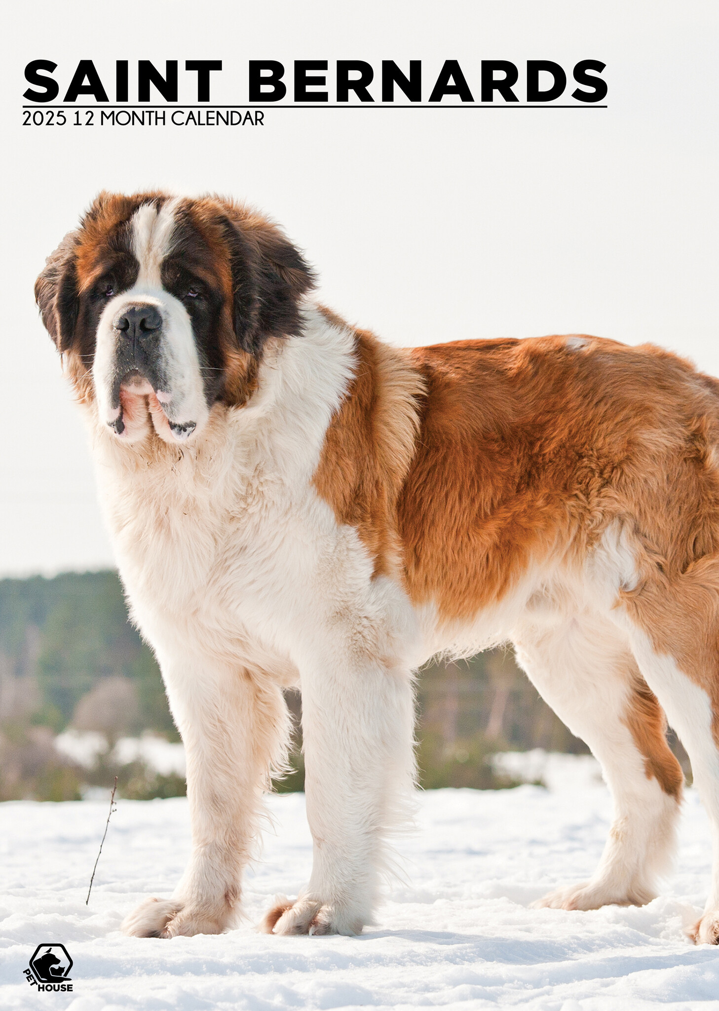 Saint Bernard A3 Calendar 2025 Buy? Order online quickly and easily