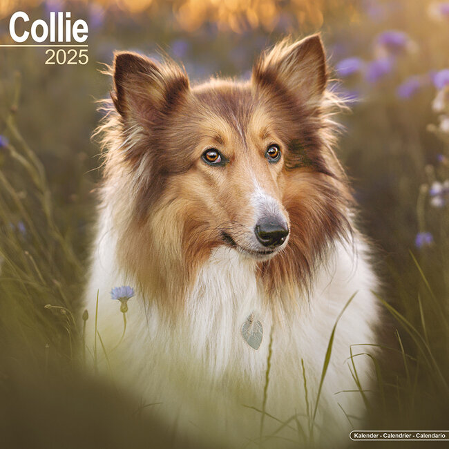 Calendrier Berger écossais / Collie 2025