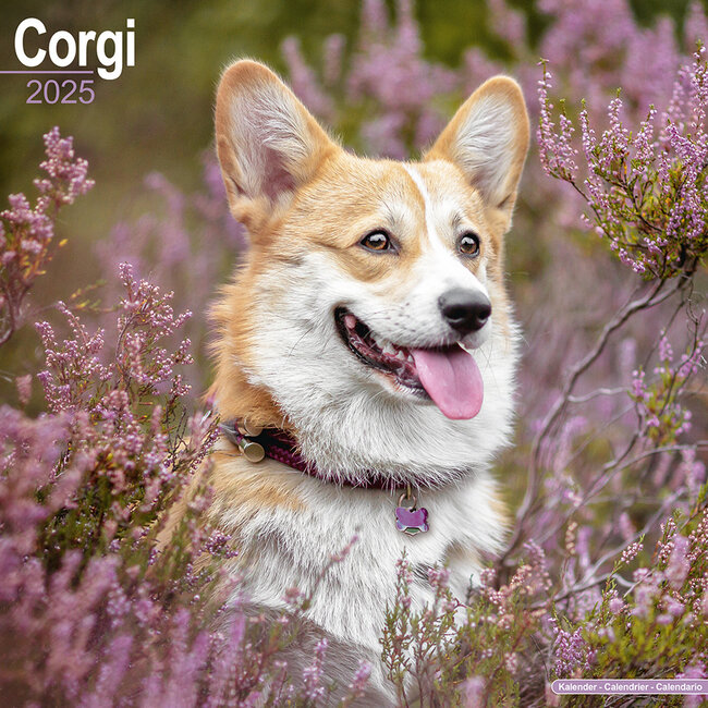 Avonside Calendrier Welsh Corgi 2025