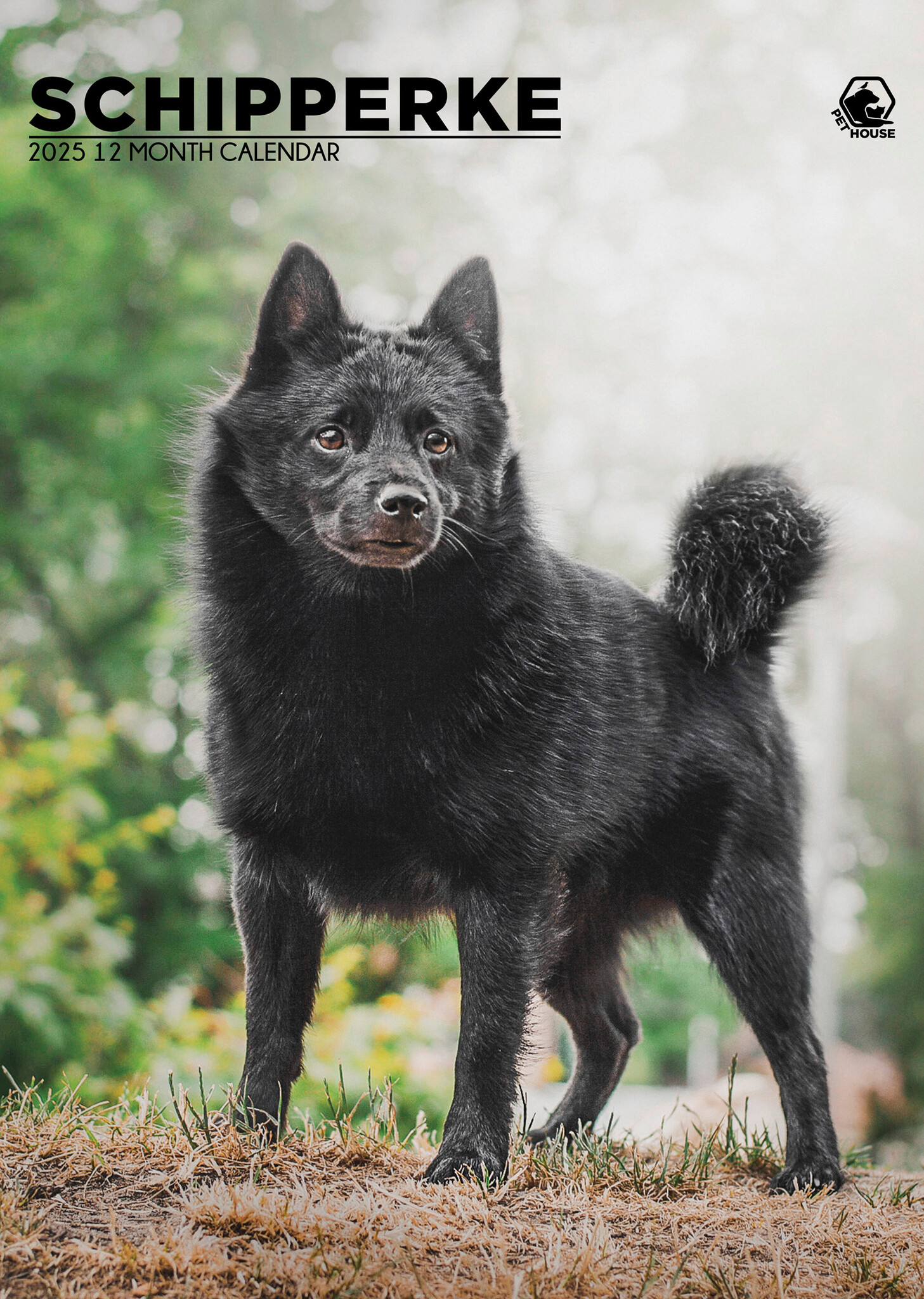 Schipperke A3 Kalender 2025