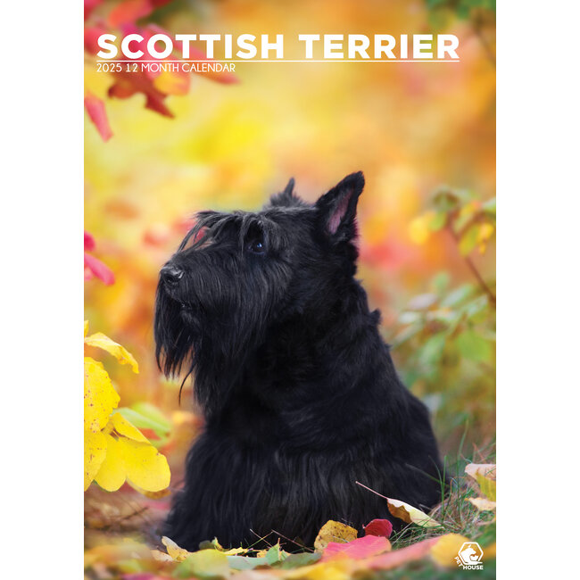 Scottish Terrier Calendario A3 2025