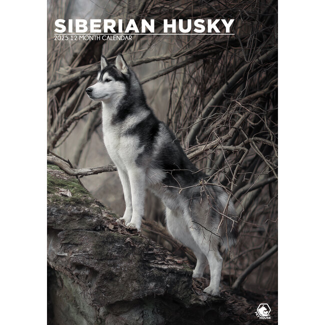 Siberian Husky A3 Calendar 2025